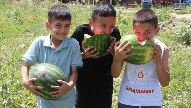 Adana'da karpuz bolluğu yaşanıyor! Tarlada fiyatı 8 lira birden düştü