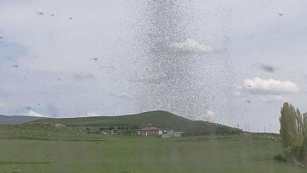 Bir ilçenin kabusu oldu! Akşam saatlerinde ortaya çıkıyor: Özellikle ışığa doğru gidiyorlar