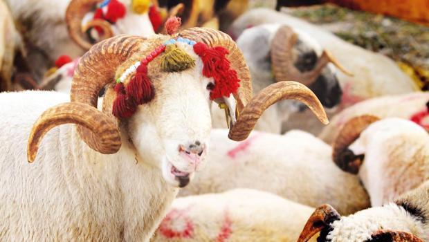 Diyanet işleri açıkladı... Kurban kesiminde doğru bilinen yanlışlar