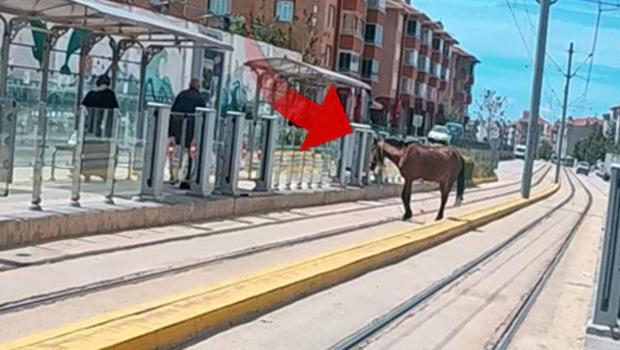 Eskişehir'de ilginç olay: Tramvay durağındaki atı görenler şaştı kaldı!