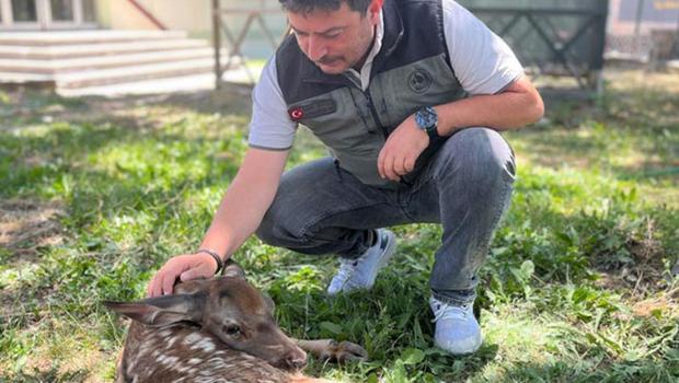 Kayalıklardan düşüp yaralanmıştı... Ormanda ekipler tarafından bulundu