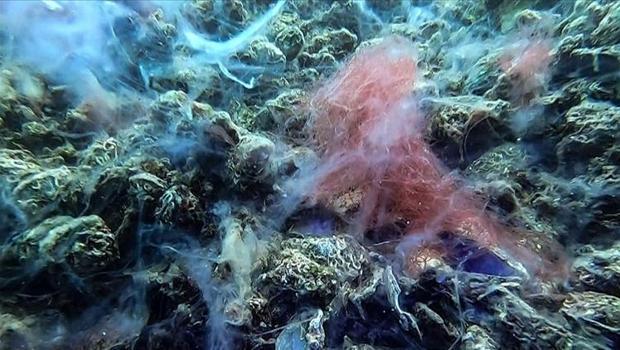 Marmara Denizi'nde kabus geri döndü! Ölüme sürüklüyor