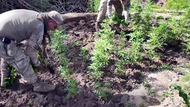 Son dakika... Diyarbakır'da büyük operasyon: 12 milyon 389 bin kök kenevir ele geçirildi