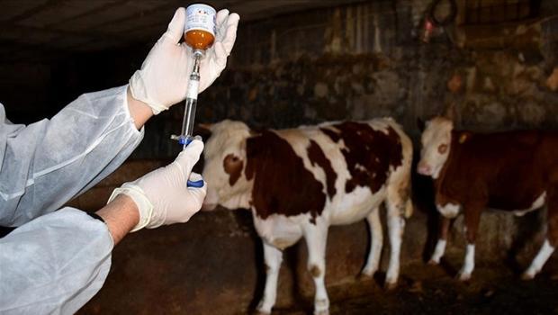 Son dakika | Manisa’da büyükbaşlarda 'şap' alarmı! 8 köy karantinaya alındı...