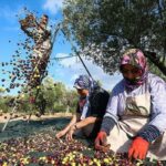 Enerji teklifinde revizyon… ‘İki katı zeytin ağacı’
