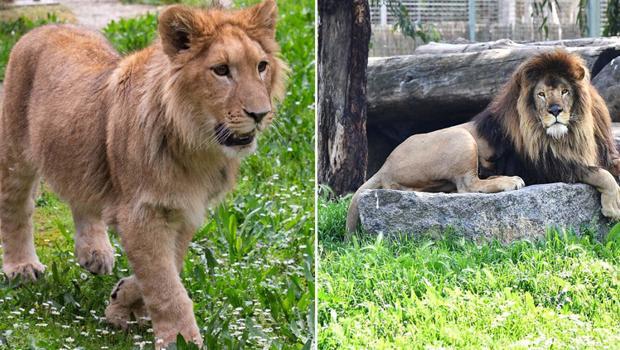 İzmir'de aslan dehşeti! Aslanların lideri öldürdü