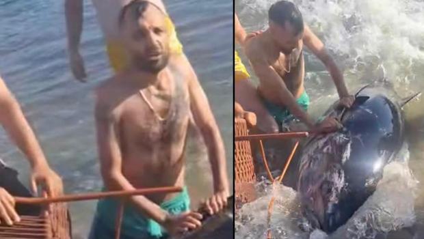 İzmir'in Çeşme ilçesinde kıyıya vurdu: Sandalye ile tutmaya çalıştılar