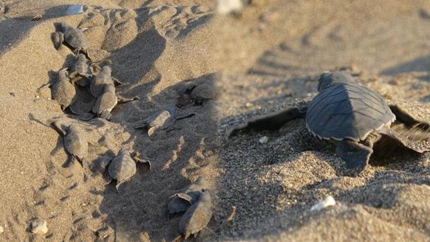 Mersin'de bu yılın ilk buluşması gerçekleşti! 'Kokusunu kesinlikle bırakıp gitmeli'