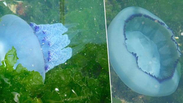 Gemlik Körfezi'nde ilk kez bu kadar yoğunlaştı! 'Marmara Denizi ağır yaralı'