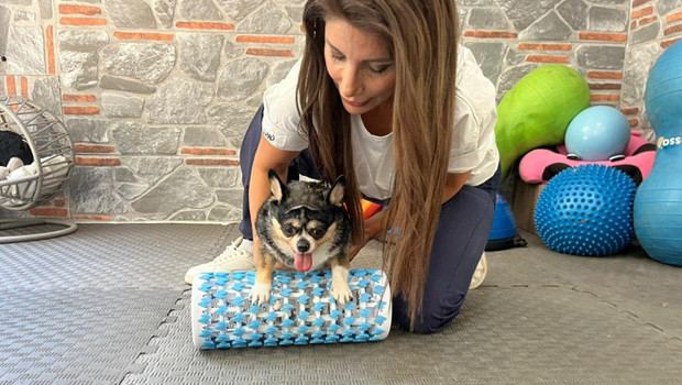 Görme engelli obez köpek 'Mia', pilates ve yüzmeyle zayıflıyor! 'Sürekli yemek yiyip yatmak istiyordu'