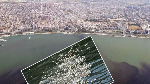 İzmir Körfezi alarm veriyor! '1 yılda düzelir demekle kendimizi kandırırız' dedi ve uyardı
