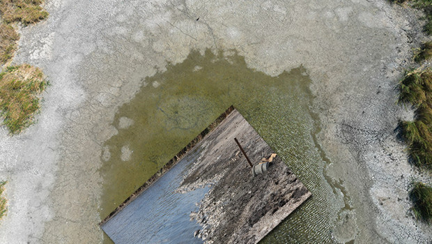 Tekirdağ'da korkunç görüntü! Oksijensiz kalıp kıyıya vurdular