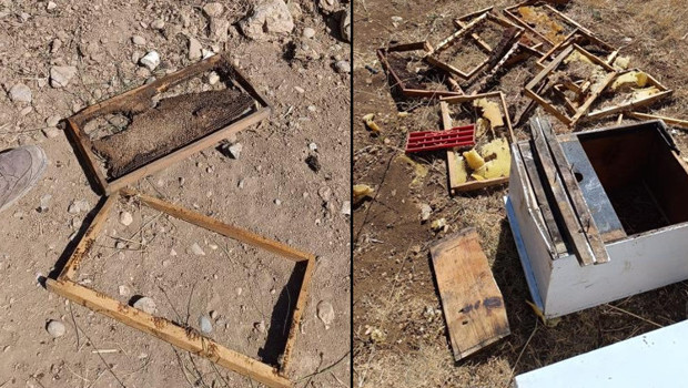 Üretici 100 bin lira zarara uğradı: Her yıl ayı saldırısına uğruyoruz