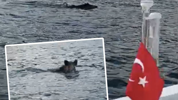 Bartın'da denizde yüzen yaban domuzu görüntülendi