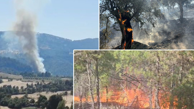 Denizli ve Aydın'da alevlerle mücadele