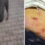 Ağızlıksız gezdirilen köpek önüne gelene saldırdı! Korku dolu anlar kamerada