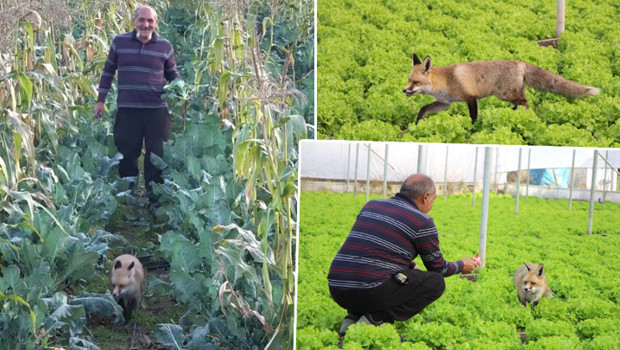 Amasya'da çiftçi ile tilkinin sıra dışı dostluğu... 'Alıştırmak için 1 ay mangal partisi yaptım'