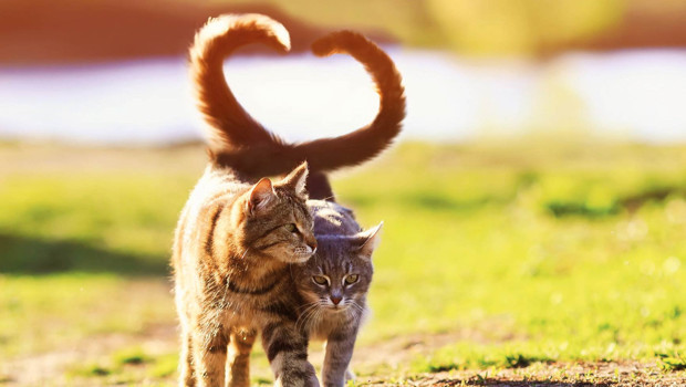 Boşandığı eşine 10 bin lira kedi nafakası ödeyecek