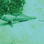 Deniz altında sevindiren artış