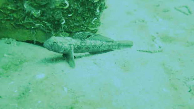 Deniz altında sevindiren artış