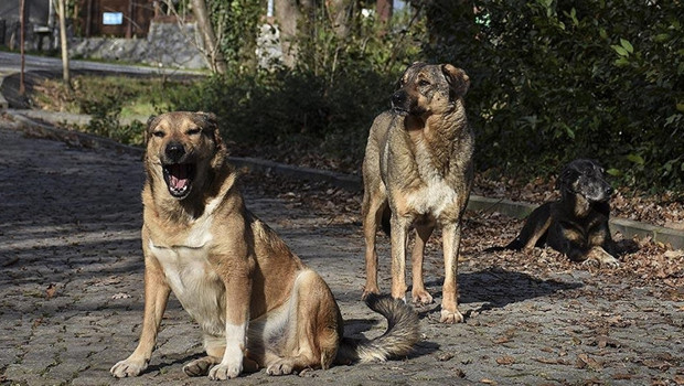 İstanbul Valiliği'nden sokak köpekleriyle ilgili yeni genelge