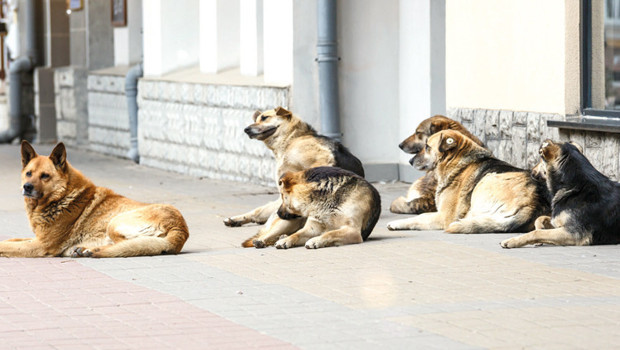 İstanbul Valiliği’nden belediyelere sokak hayvanları uyarısı: Acele edin