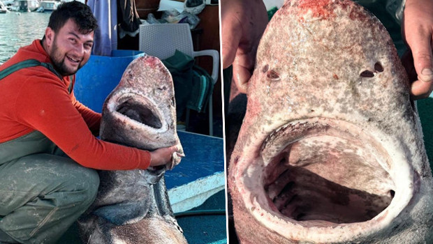 Marmara Denizi'nde görüldü: 4 metre uzunluğunda! 'İlk defa böyle bir şeyle karşılaştım'