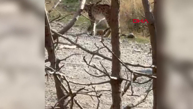 Nesli tükenme tehlikesi altındaki tür Hakkari'de görüldü