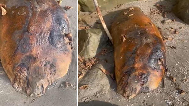 Tekirdağ'da sahile vurdu! Kimse ne olduğunu anlamadı