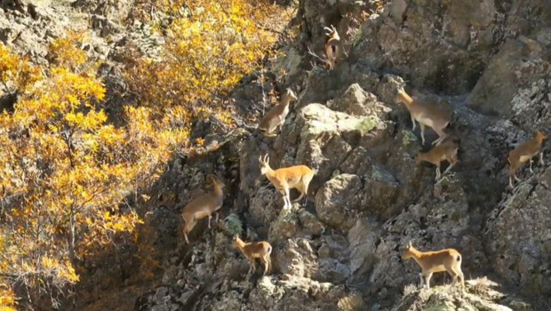 Yaban keçilerinden kartpostallık görüntüler