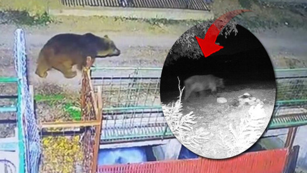 Beklenen kar yağmayınca yerleşim alanlarına indiler: 'Hâlâ etrafta dolaşmaya devam ediyorlar'