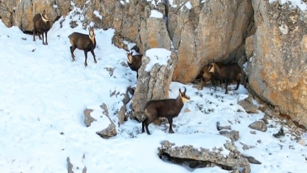 Munzur Dağları'nın zirvesinde şamualar görüntülendi