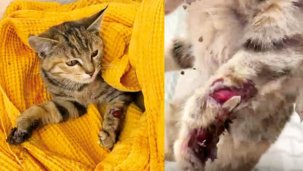 Yavru kediye işkence