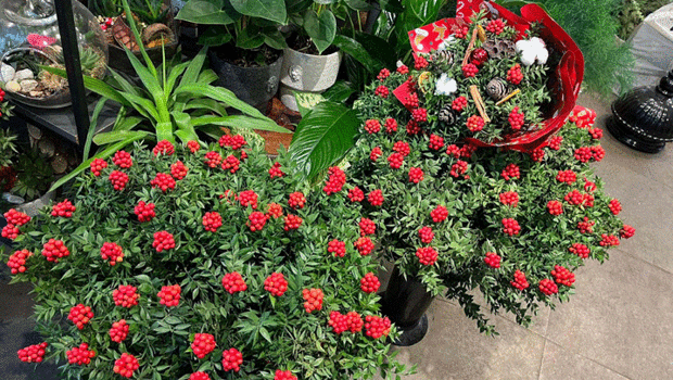 Yılbaşının simgesi kokinaya talepte iki kat artış! Şans ve bereket getirdiğine inanılıyor...