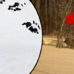 Yoğun kar yağışı sonrası kent merkezine kaçtılar! "Tedbirli olmalıyız"