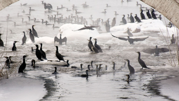 Kızılırmak’ta ‘karabatak’ şöleni