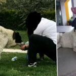 'Matmazel'in darbedilerek öldürüldüğü iddiasına soruşturma: 'Gömüldüğü yerden çıkarıldı'