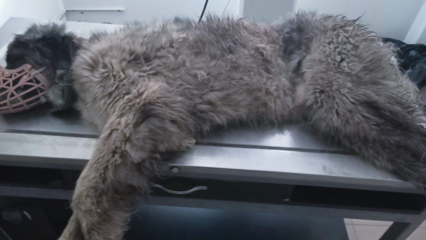 Otomobilin ezdiği köpeğin vücudunda yüzlerce saçma izine rastlandı