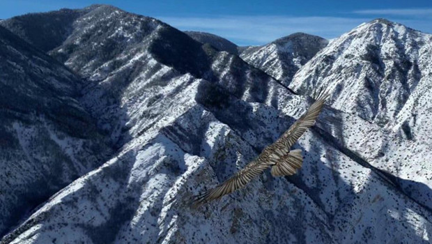 Sakallı akbaba, dron kamerasıyla görüntülendi