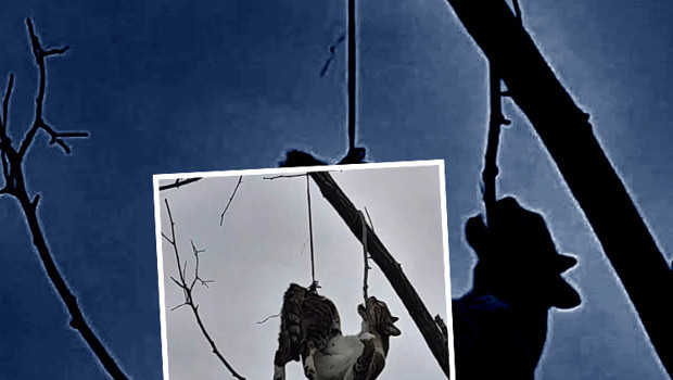 Samsun'da vicdansızlığın fotoğrafı! Hayvanseverlerden tepki yağdı