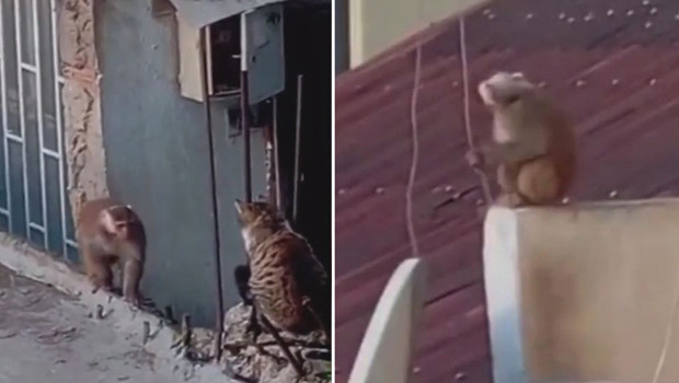 Kadıköy'de iş yerinden kaçıp çatılarda dolaşan makak maymunu koruma altına alındı
