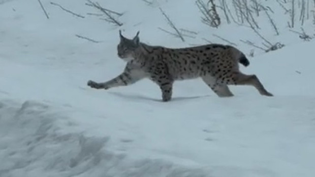 Nesli tükenme tehlikesi altında bulunan vaşak Bayburt'ta görüntülendi