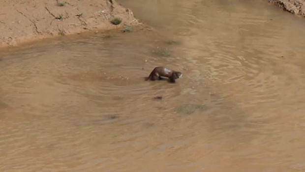 Erzurum'da görüntülendi: Su samuru balık avında...