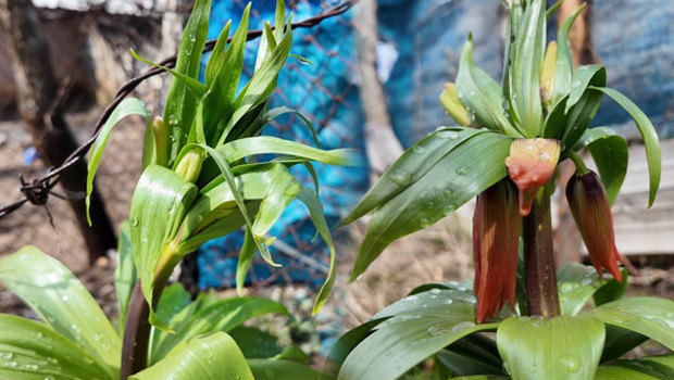 Hakkari ve Şırnak'ta bulunuyor: Yılın 20 günü yaşıyor!