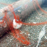 Hayalet ağlar operasyonu