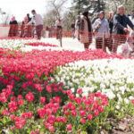 İstanbul çiçek açtı