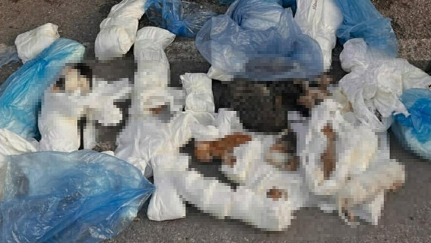 İzmir'deki vahşet! 33 kedi ölü bulunmuştu... Yeniden gözaltına alınan veteriner hekim tutuklandı