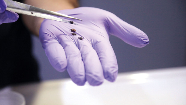 Kene riskine dikkat